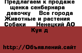 Предлагаем к продаже щенка сенбернара - девочку. - Все города Животные и растения » Собаки   . Ненецкий АО,Куя д.